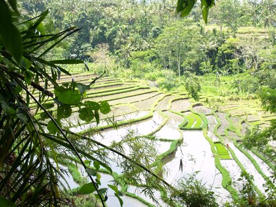 Irrigation water rainforest