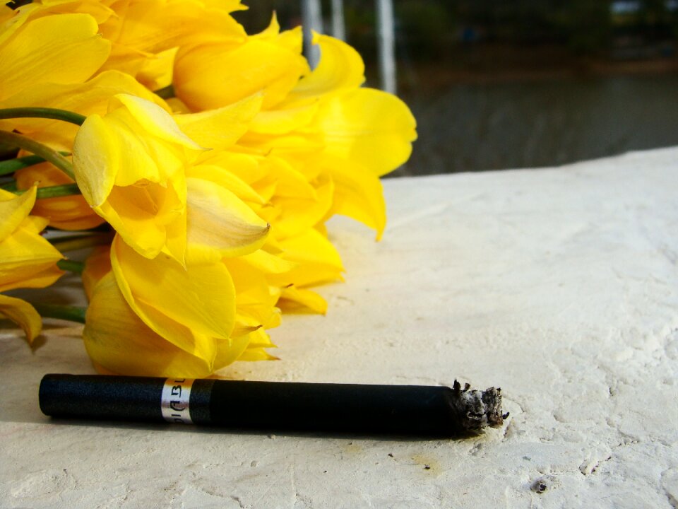 Cigarette flowers spring