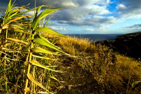 Madeira sea view evening sun