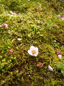 Plum moss shedding