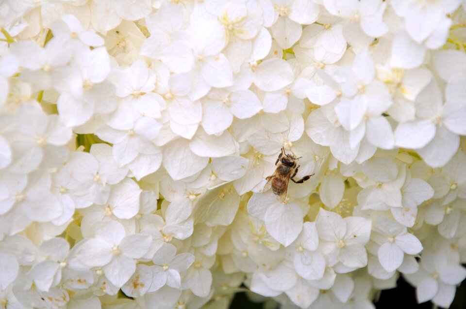 Nature honey bee garden