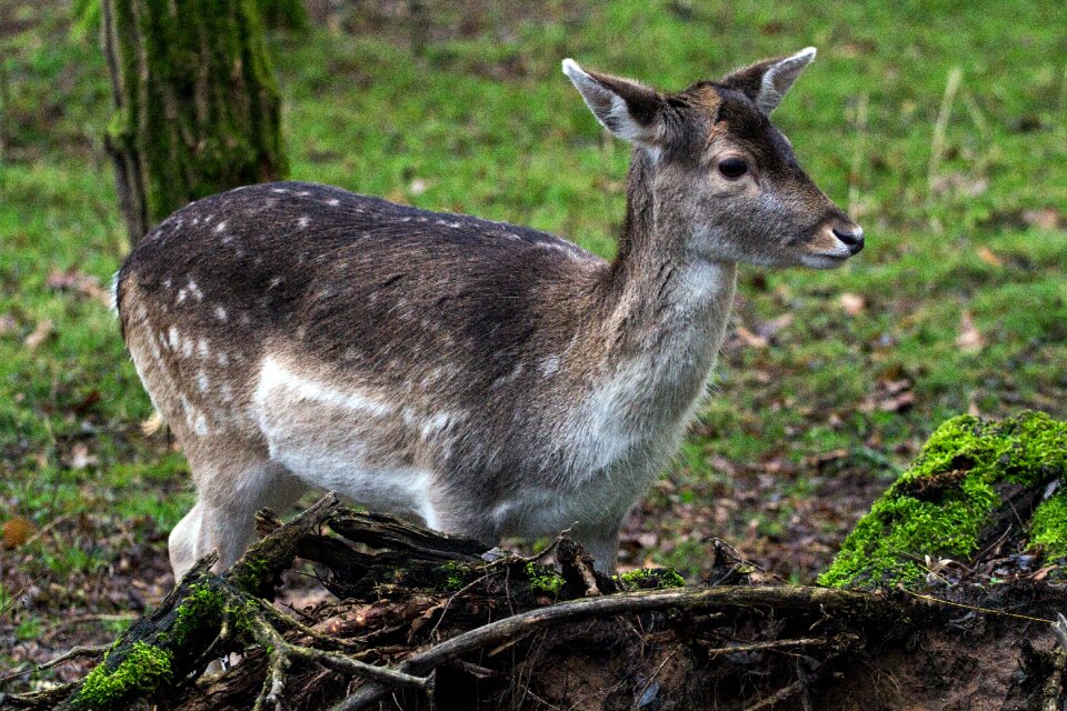 Fallow deer hirsch forest