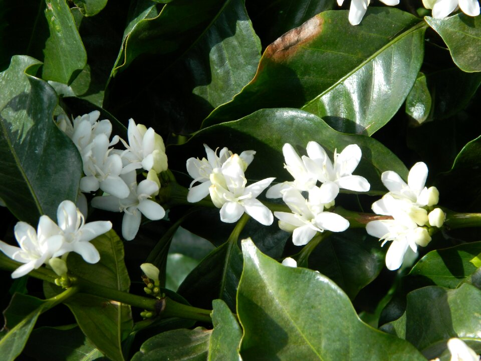 Flowers of the field nature white flower