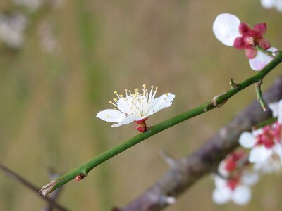 Plum kyoto treasure pond
