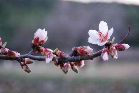 Tree vegetable almond flower photo