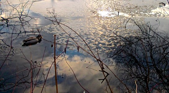 Mirroring winter nature