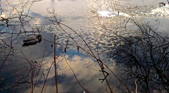 Mirroring winter nature photo