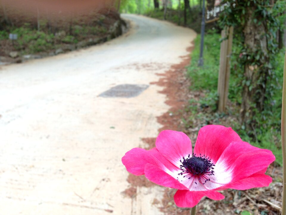Trail blossom seonunsa