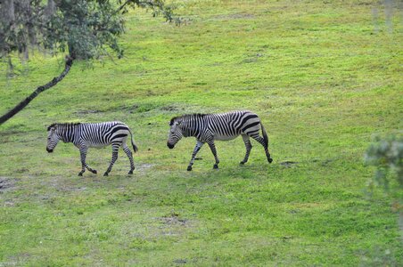 Savannah animal