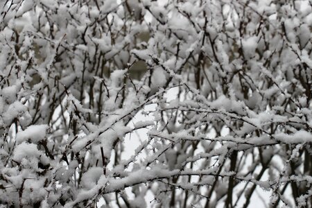 Snowy winter shrubs white photo