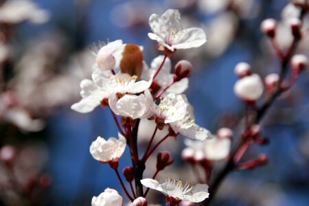 White pink blue