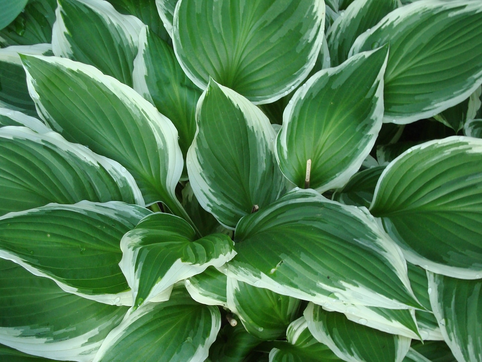 Leaves variegated green photo