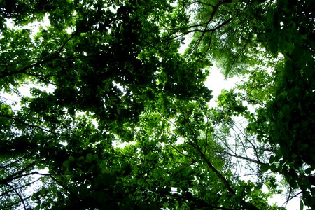 Woods groves wood