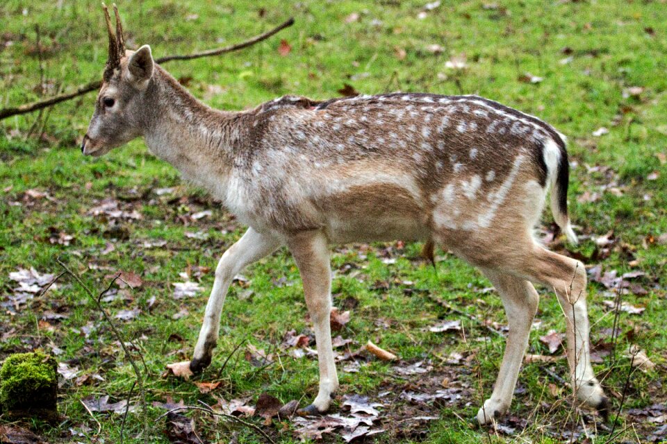 Hirsch fallow deer forest