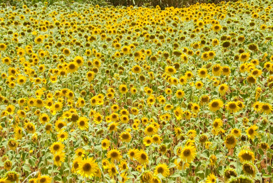Sunflower flower garden summer