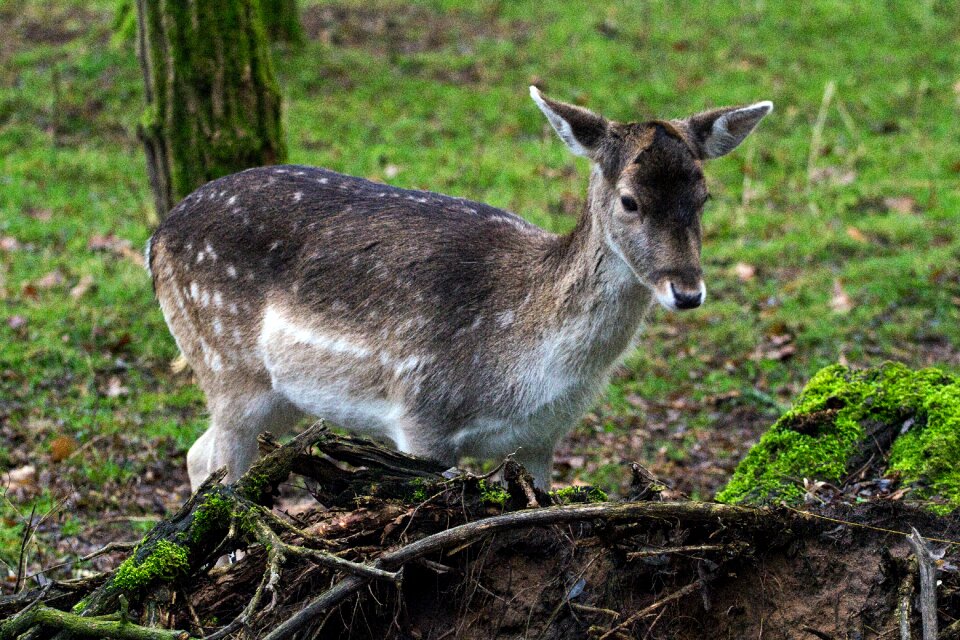 Fallow deer hirsch forest