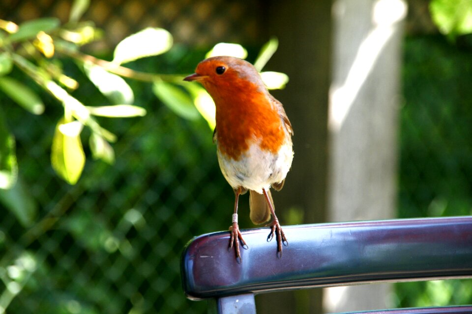 Uk wildlife animal