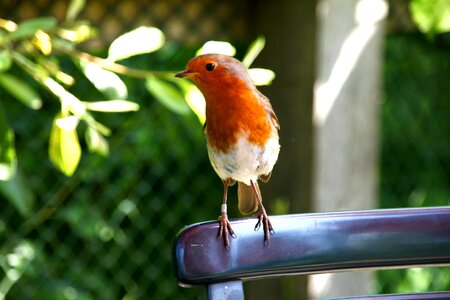 Uk wildlife animal photo