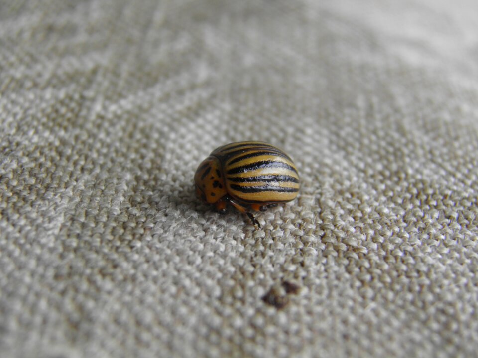 Kolorádóbogár potato beetle fabric