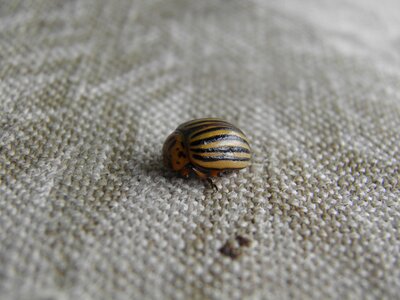 Kolorádóbogár potato beetle fabric