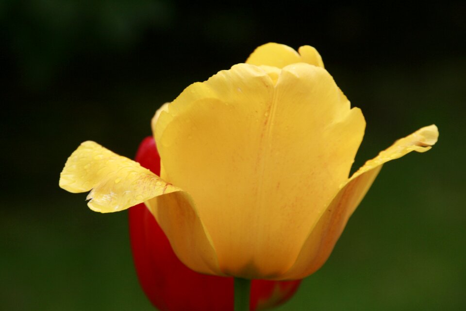 Nature spring floral