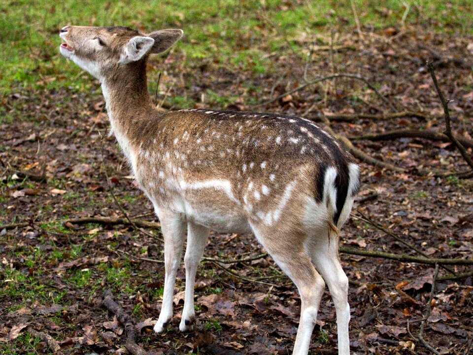 Fallow deer hirsch forest