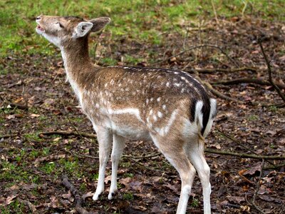 Fallow deer hirsch forest