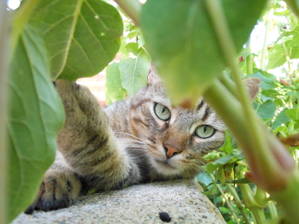 Cat animals cat eyes
