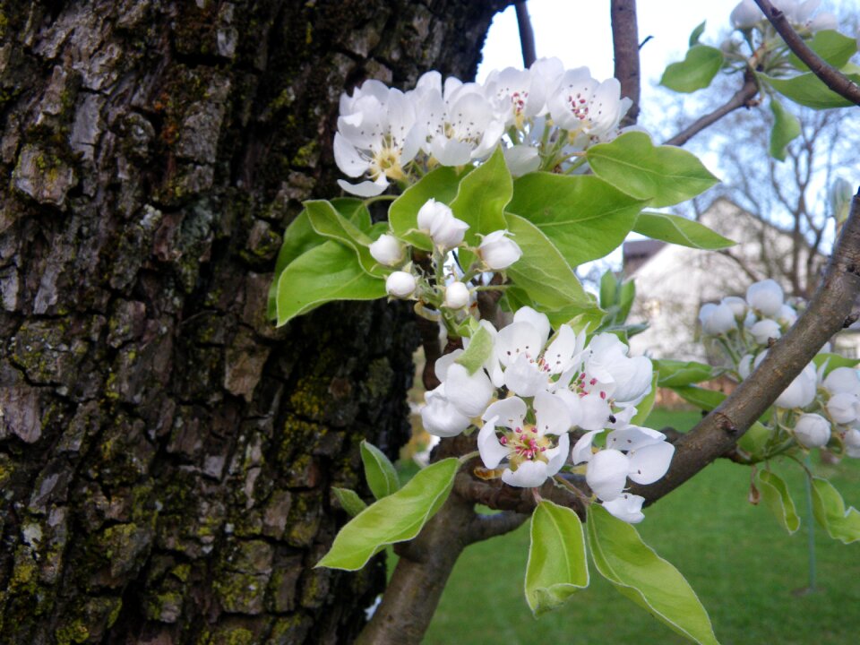 Spring apple blossom nature