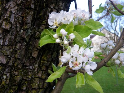 Spring apple blossom nature photo