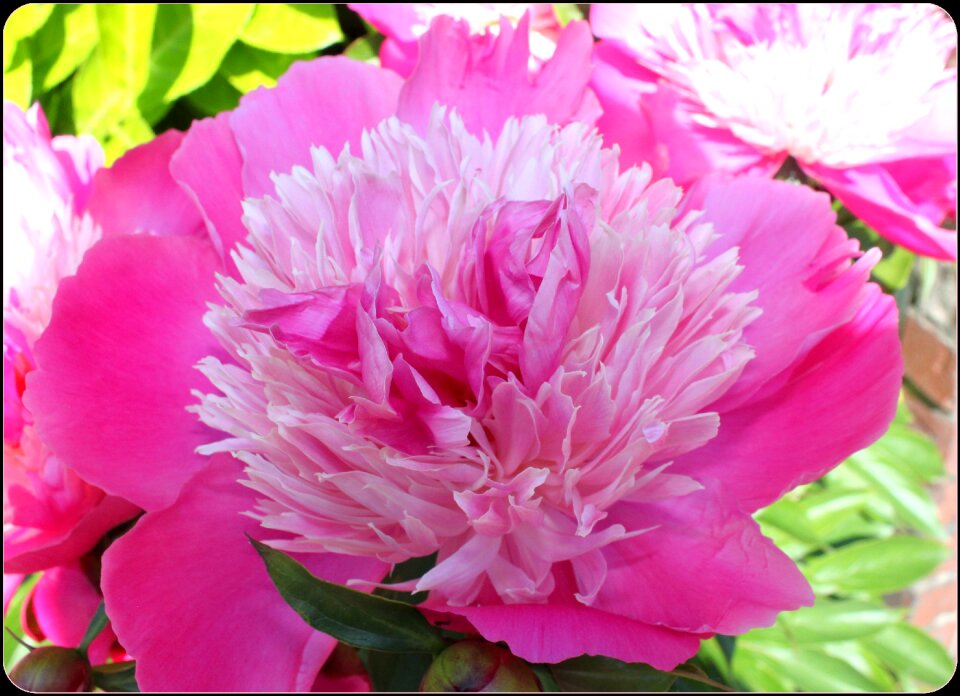 Blossom single elegant