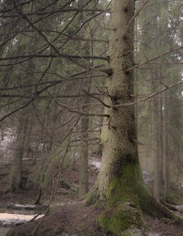 Beautifully mist sweden