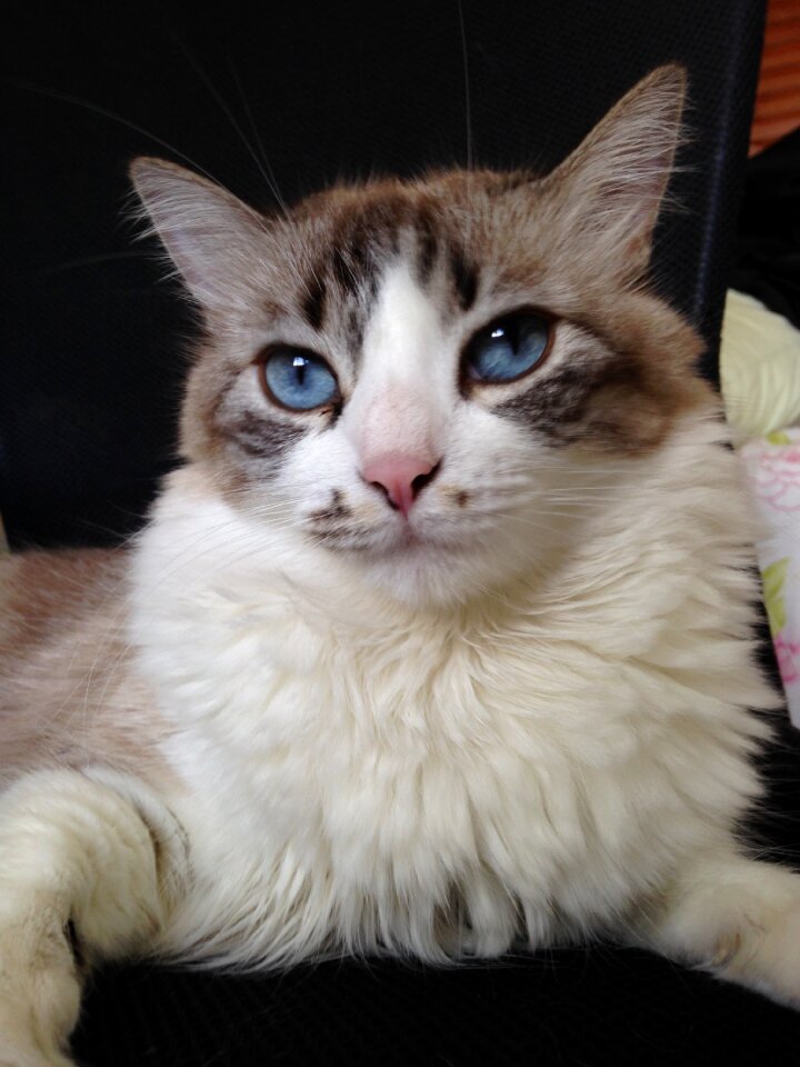 Cute feline pet