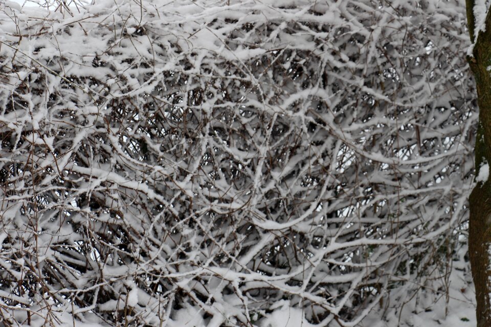 White ice bush