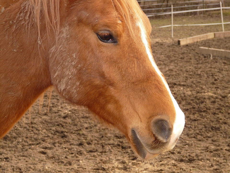 Creature ride stallion