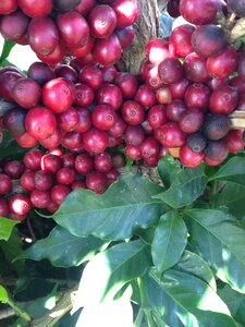 Coffee bean coffee cherry farm photo