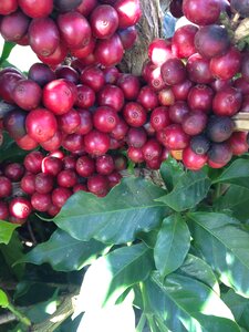 Coffee bean coffee cherry farm