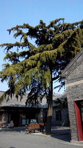 Qufu china three-hole trees the scenery