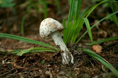 Mushroom nature forest