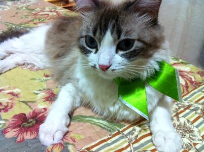 Cute feline pet