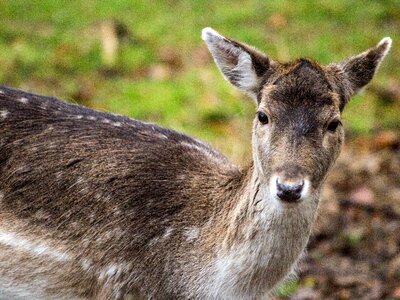 Fallow deer hirsch forest