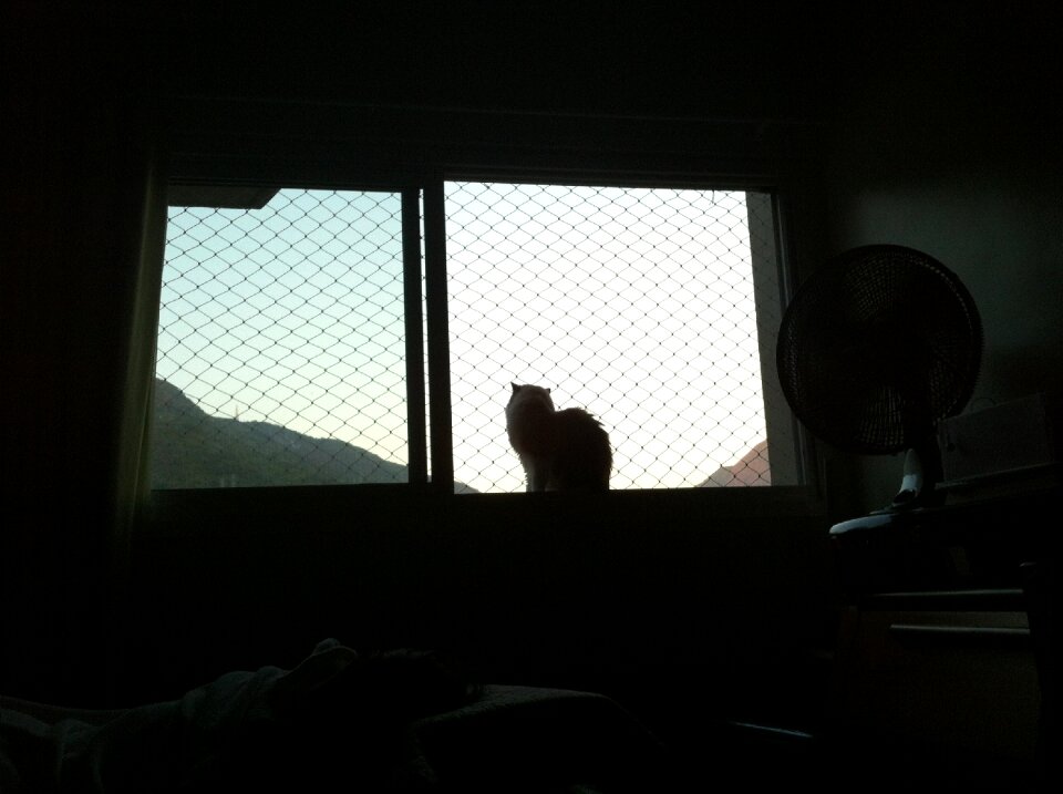 Cute feline pet