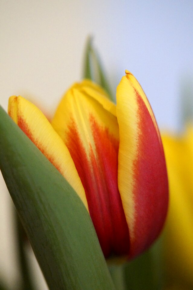 Flower blossom bloom