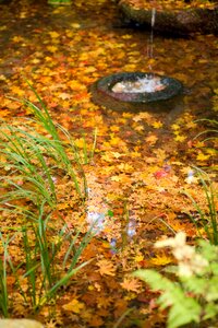 Autumnal leaves water autumn