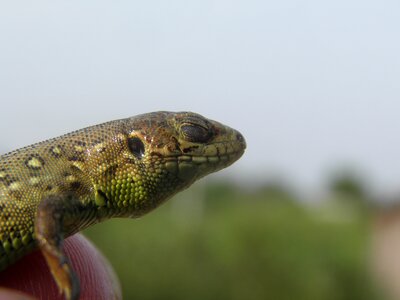 Lizard meditation serenity