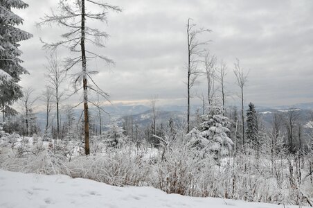 Forest tree biel photo