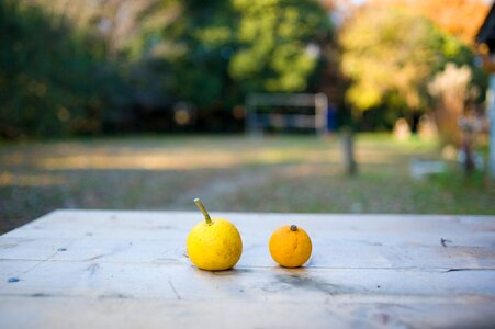 Citrus fruits real citron