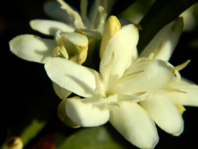 Flowers of the field nature white flower