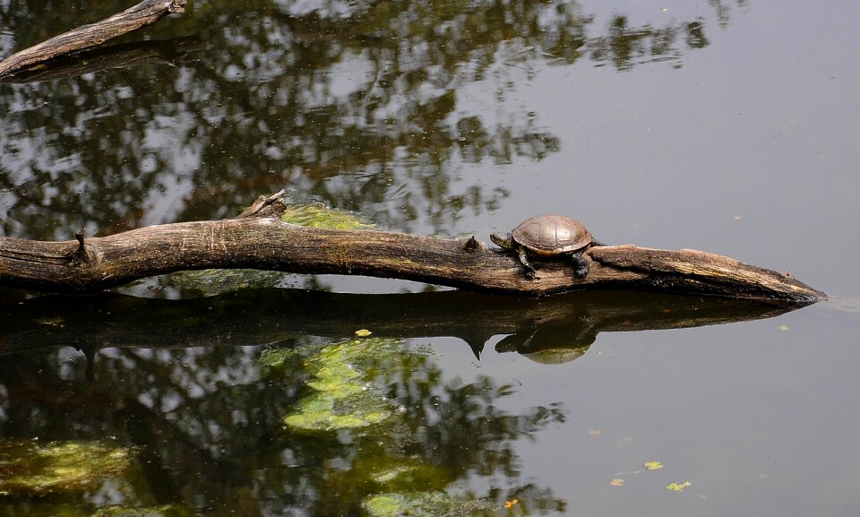Turtles switzerland animals