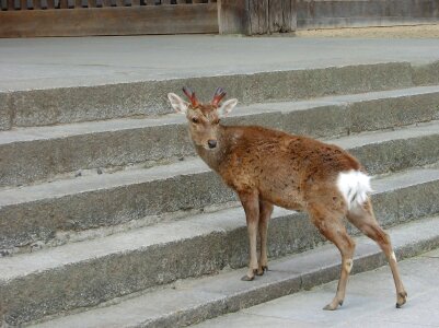 Nara deer in return